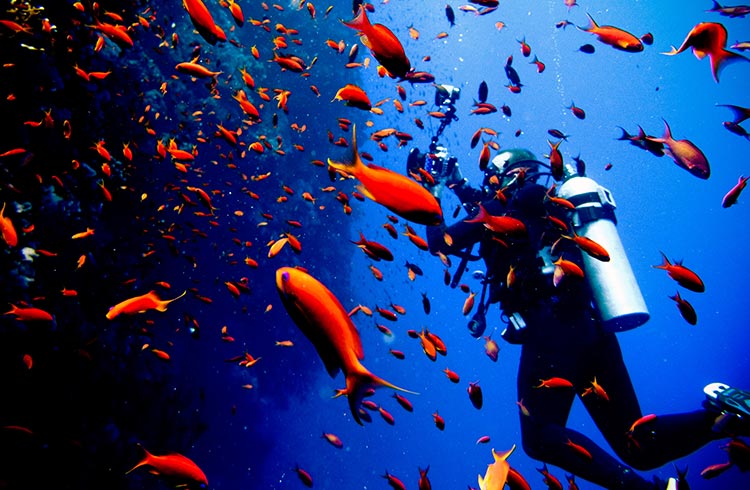 Diving in the red sea