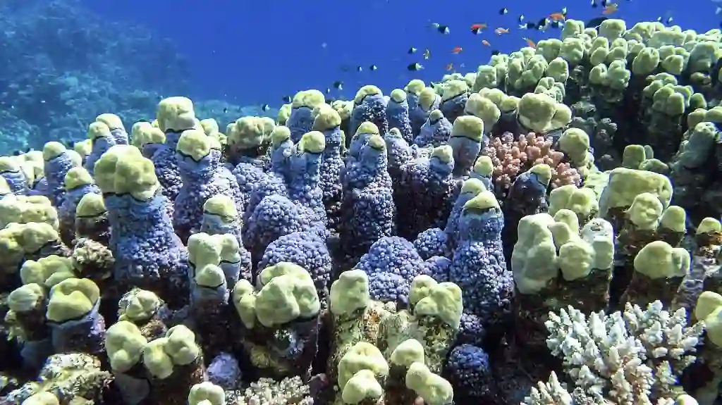 Marsa Alam, Egypt